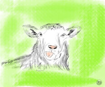Animation